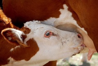 Image from TheBovine.Wordpress.com